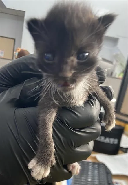 A baby medium-sized male Domestic Short Hair cat named Curly for adoption in Dallas, TX