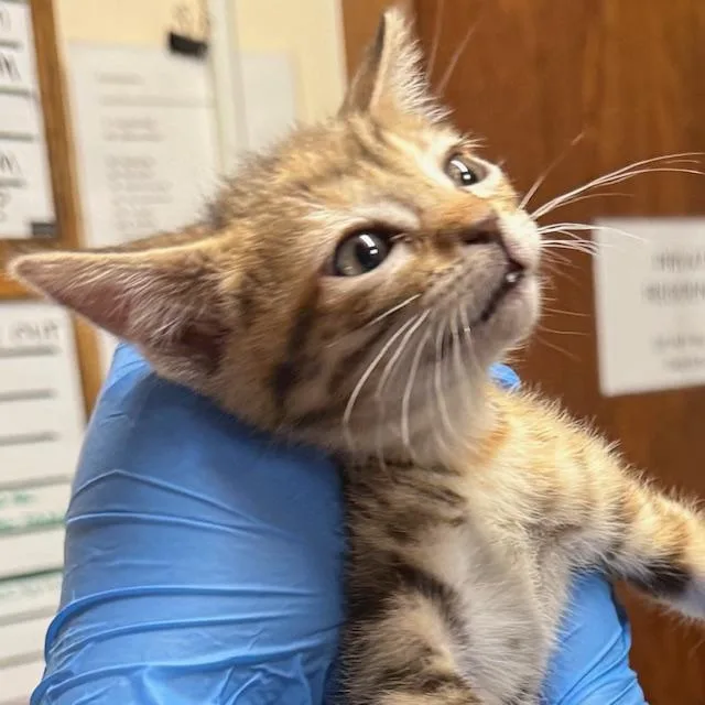 A baby small-sized female Domestic Short Hair cat named Mercury for adoption in Santa Fe, NM