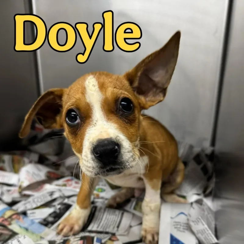 Doyle thumbnail 2