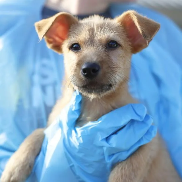 A baby small-sized male Terrier dog named Alfalfa for adoption in San Antonio, TX