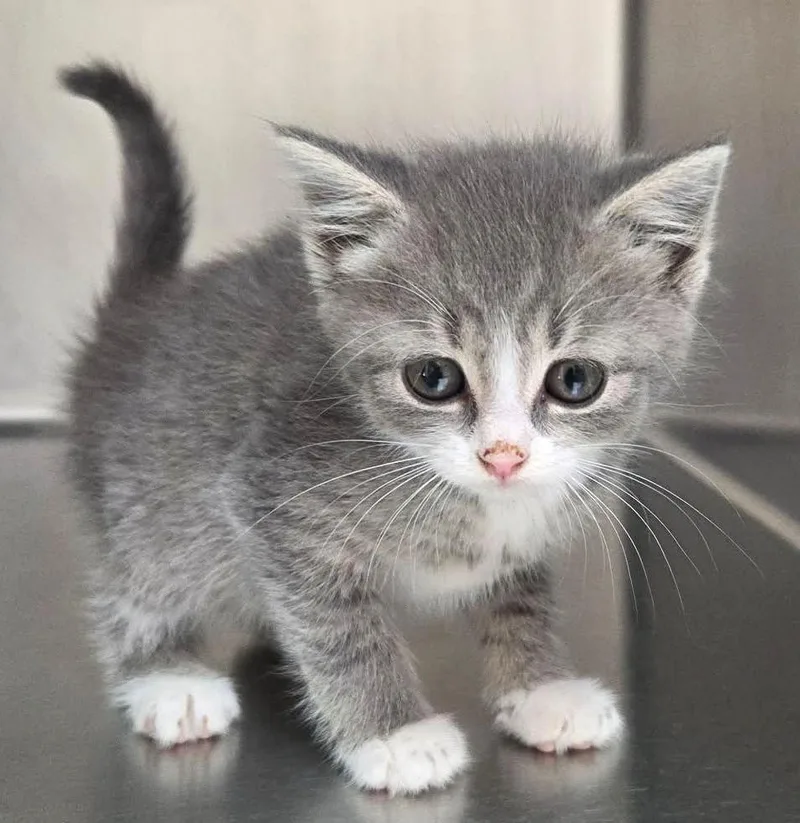 A baby medium-sized female Tabby (Gray / Blue / Silver) Domestic Short Hair cat named Folgers for adoption in Lexington, VA
