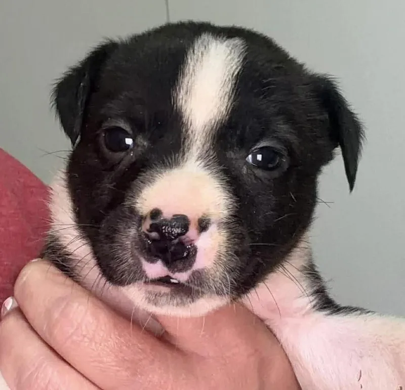 A baby small-sized male Tricolor (Brown, Black, & White) Labrador Retriever dog named Celebrate for adoption in Poplar Grove, IL