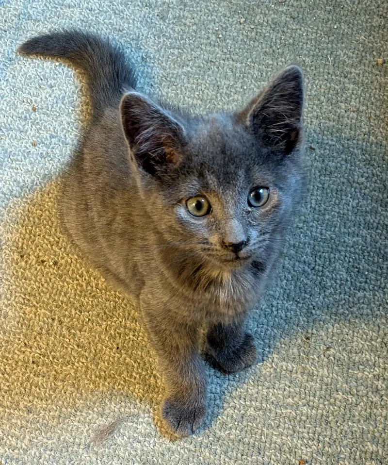 A baby medium-sized male Domestic Short Hair cat named Jonah for adoption in Wadsworth, OH