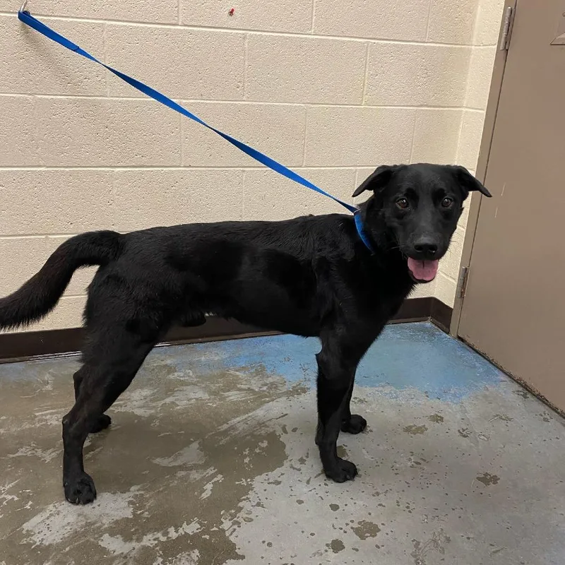 An adult medium-sized male Black Mixed Breed dog named Chaz for adoption in Memphis, TN