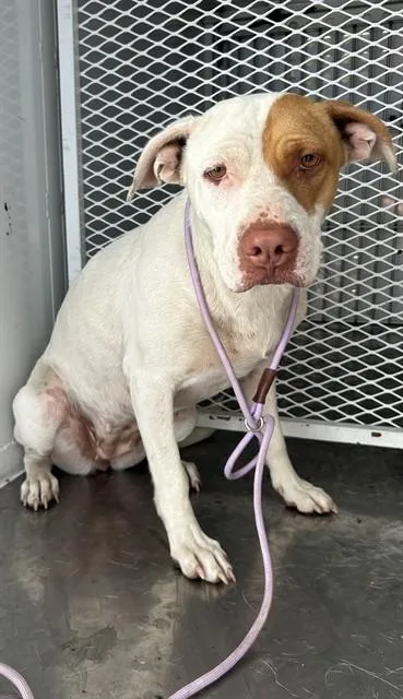 A young medium-sized female Pit Bull Terrier dog named Becky for adoption in Bakersfield, CA
