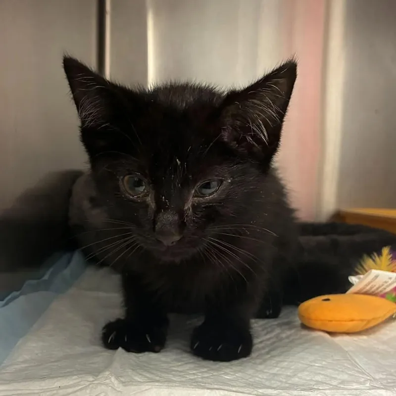 A baby small-sized male Black Domestic Short Hair cat named Taco for adoption in Cumberland , VA