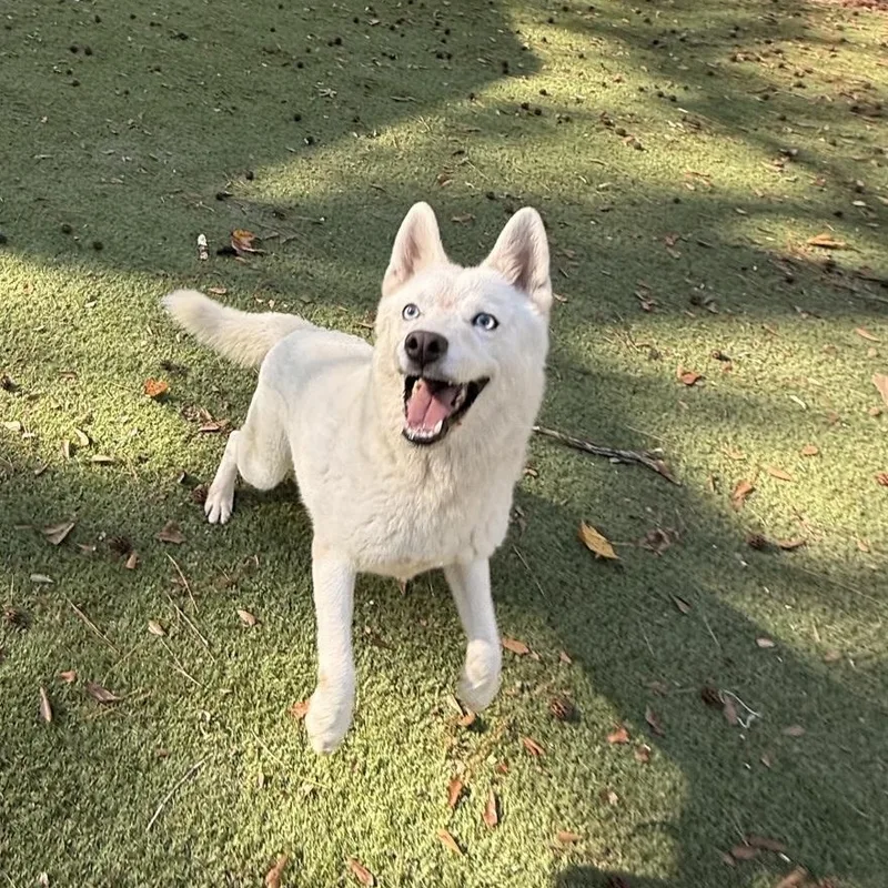 An adult medium-sized female Husky dog named Monday for adoption in Magnolia, TX