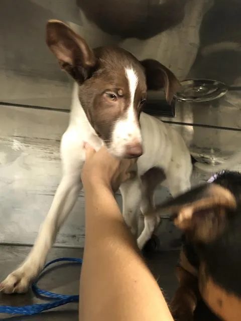 A baby small-sized female Mixed Breed dog named Puddin for adoption in Dallas, TX