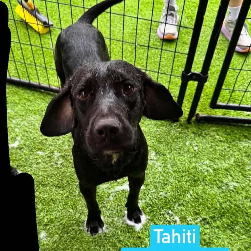 Tahiti