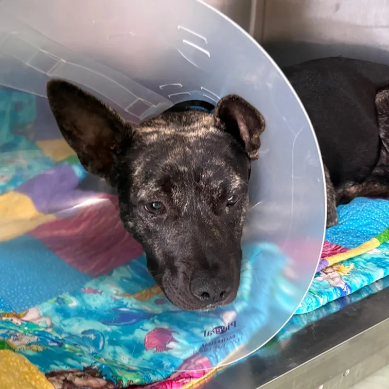 A young medium-sized female Brindle American Staffordshire Terrier dog named Jasmine for adoption in Tampa, FL