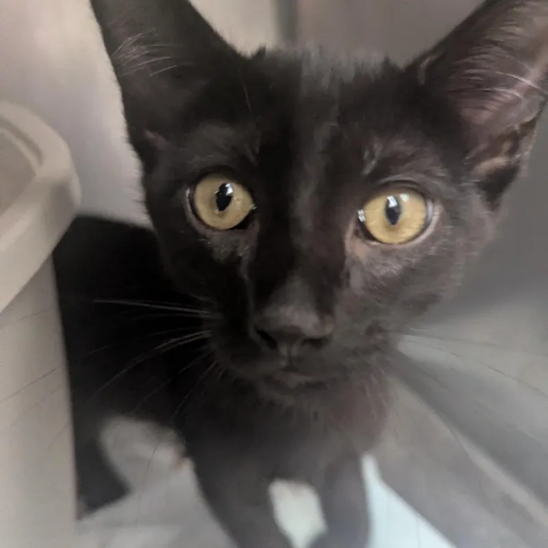 A baby small-sized male Black Domestic Short Hair cat named Luther for adoption in Birmingham, AL