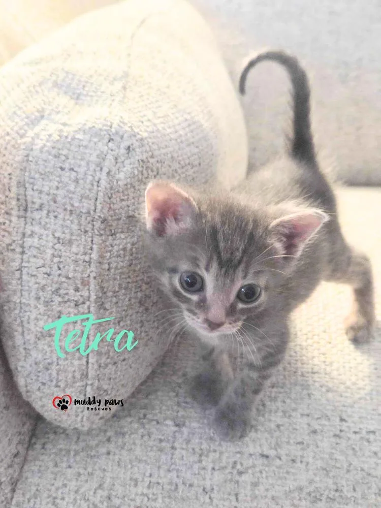 A baby small-sized male Domestic Short Hair cat named Seablings: Tetra for adoption in Council Bluffs, IA