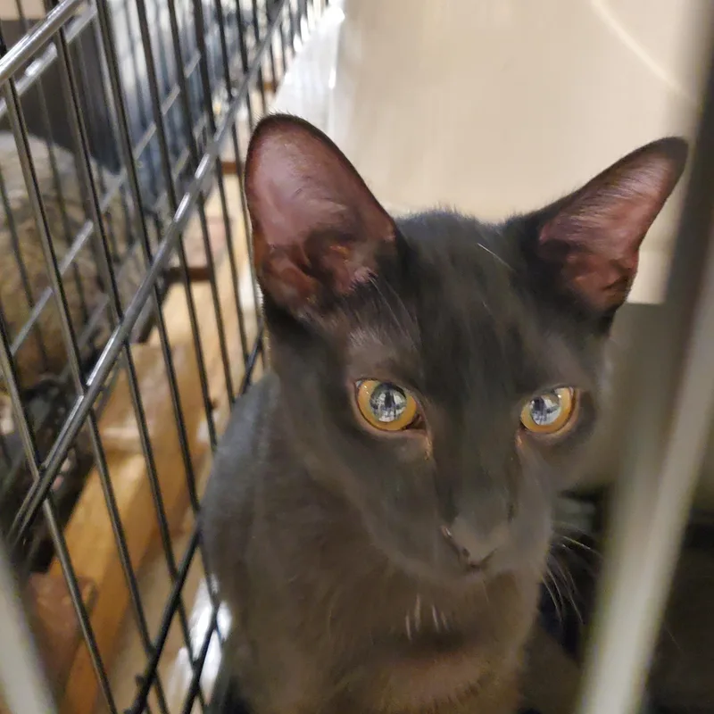 A young medium-sized male Black Domestic Short Hair cat named Jupiter for adoption in Muncie, IN