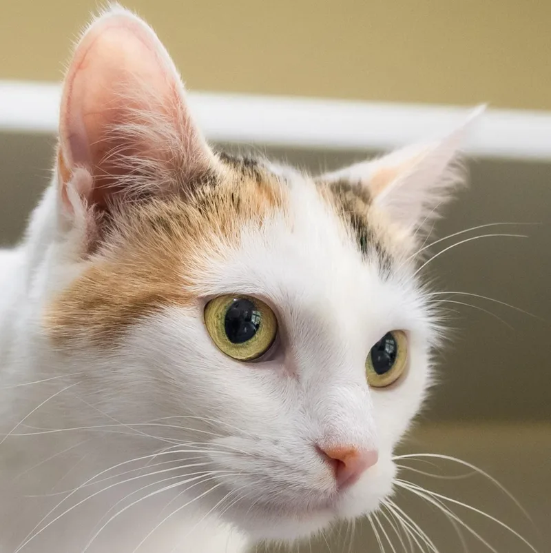 A young medium-sized female Calico Domestic Short Hair cat named Marilla for adoption in Victor, NY