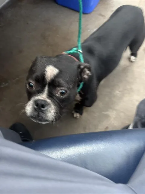 A young large-sized female Mixed Breed dog named Galaxie for adoption in Dallas, TX