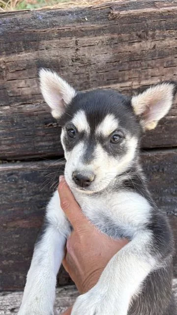 A baby small-sized female Australian Cattle Dog / Blue Heeler dog named Oreo Mcflurry for adoption in Camarillo, CA