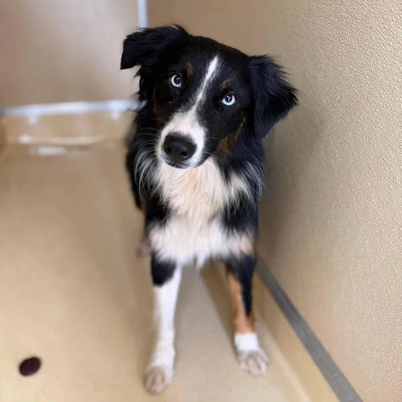 An adult medium-sized female Black Australian Shepherd dog named Emma for adoption in Alexandria, VA