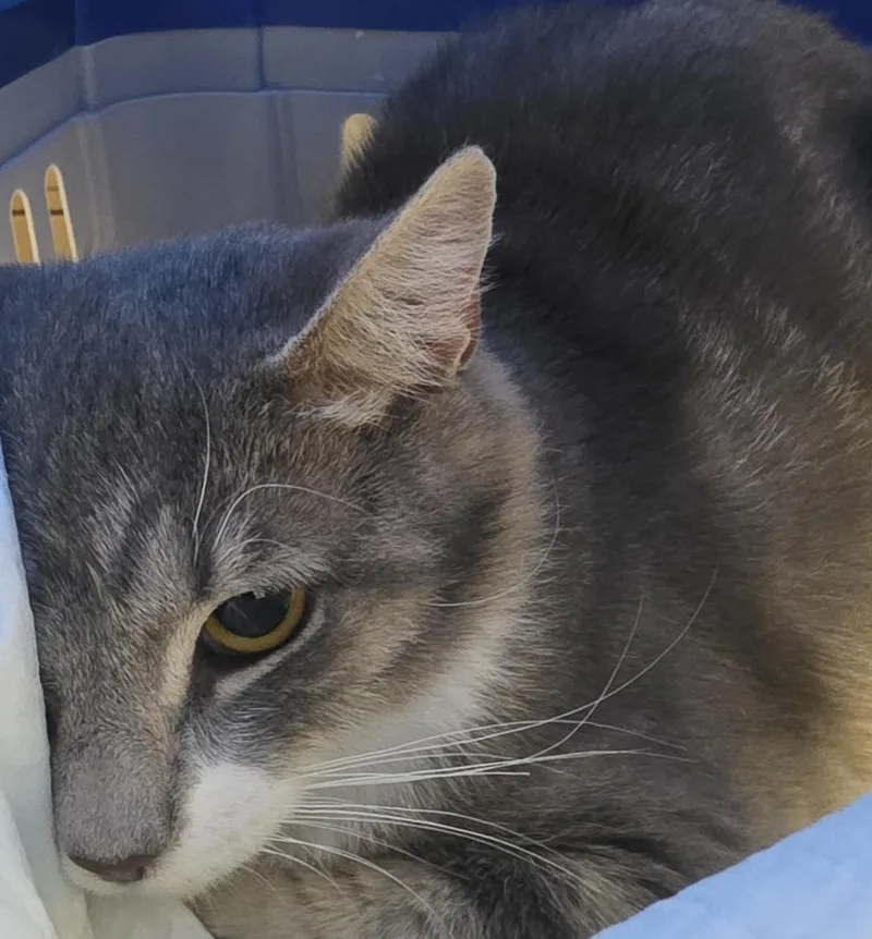 An adult medium-sized female Domestic Short Hair cat named Doe for adoption in Ewing, NJ