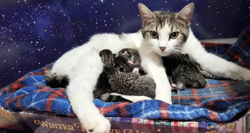 A baby small-sized male Tabby (Brown / Chocolate) American Shorthair cat named Bird Litter for adoption in Highland Park, NJ