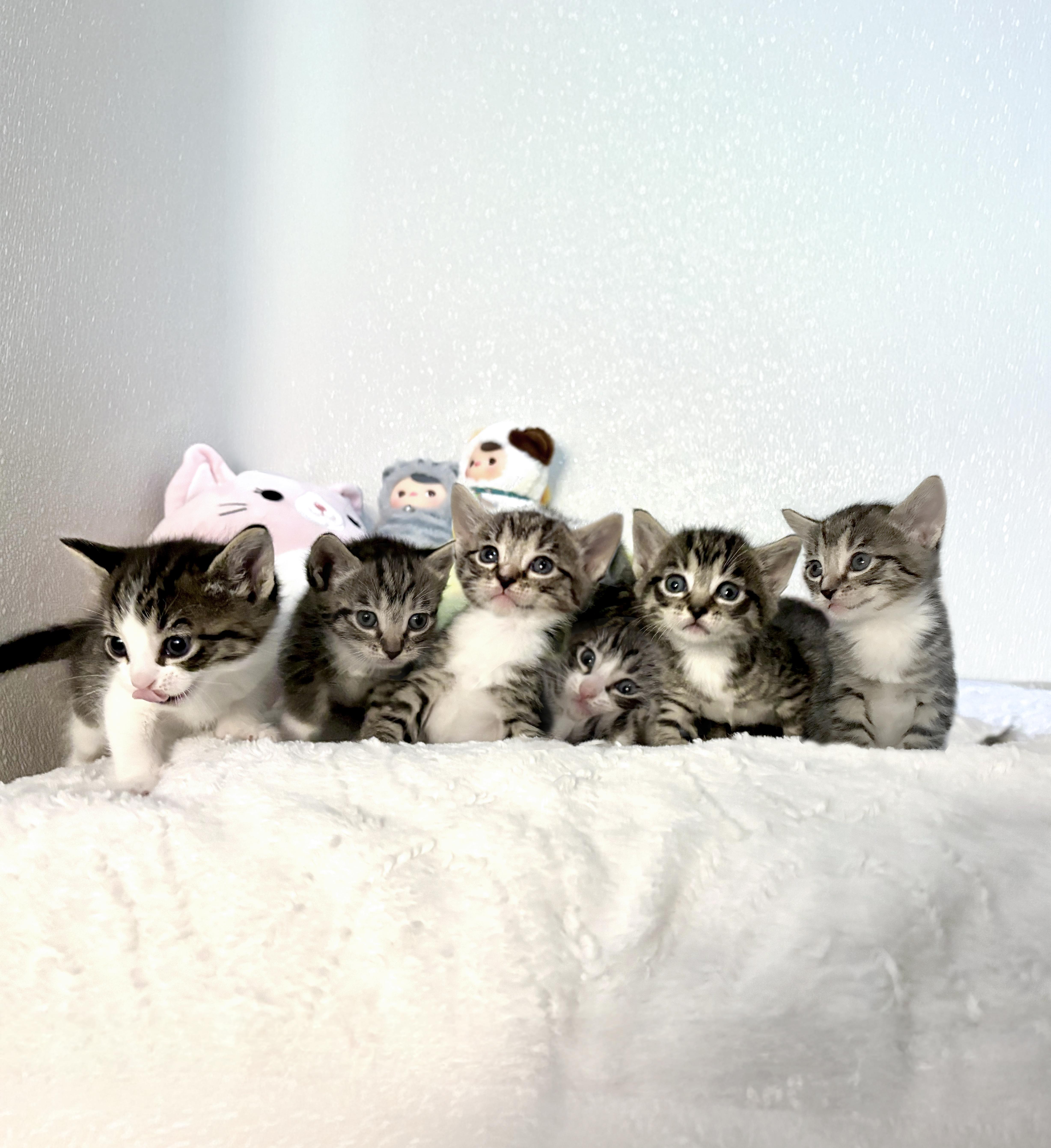 Bird Litter thumbnail 3