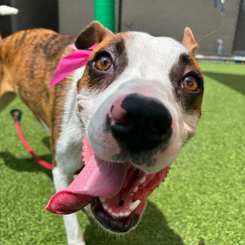 An adult medium-sized male Brindle Mixed Breed dog named Felix for adoption in Washington Township, OH