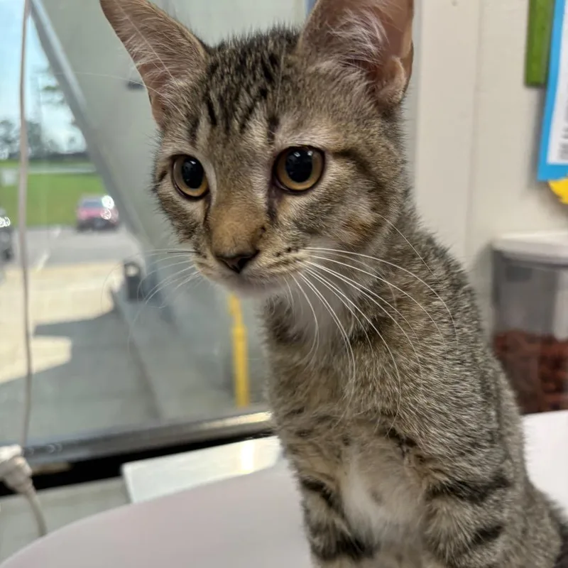 A baby small-sized male Brown / Chocolate Domestic Short Hair cat named Pony Boy for adoption in Columbiana, AL