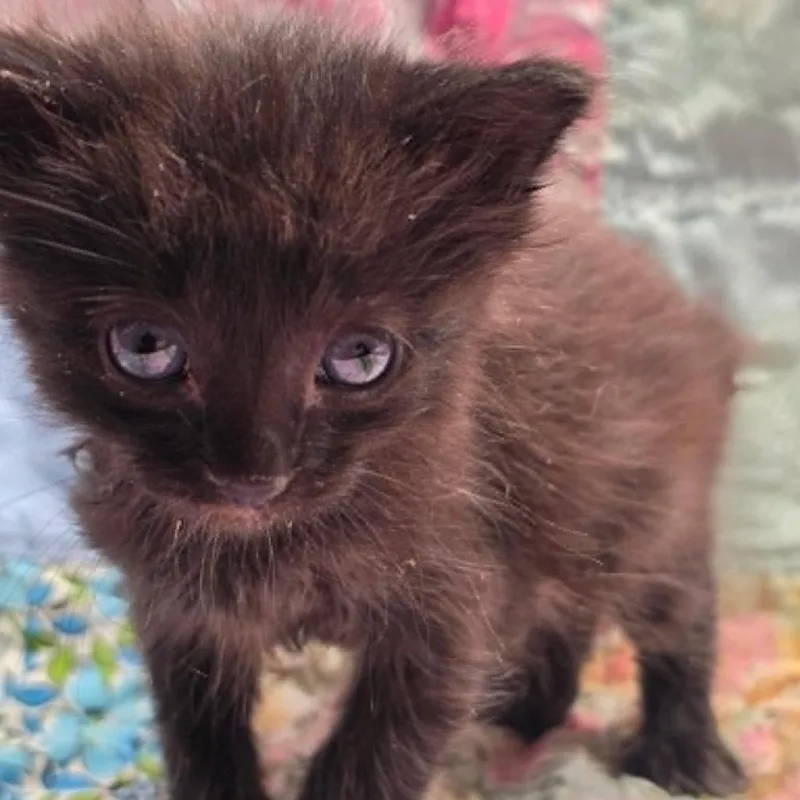 A baby small-sized male Black Domestic Short Hair cat named Dallas for adoption in Bastrop, TX