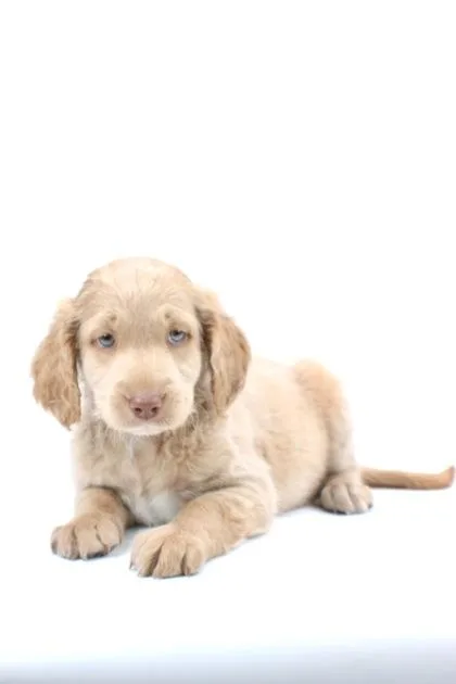 A baby small-sized male Poodle dog named Beer Cheese for adoption in Morton Grove, IL