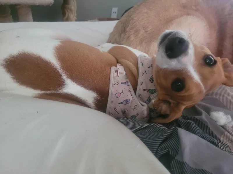 Sweet Pea thumbnail 2