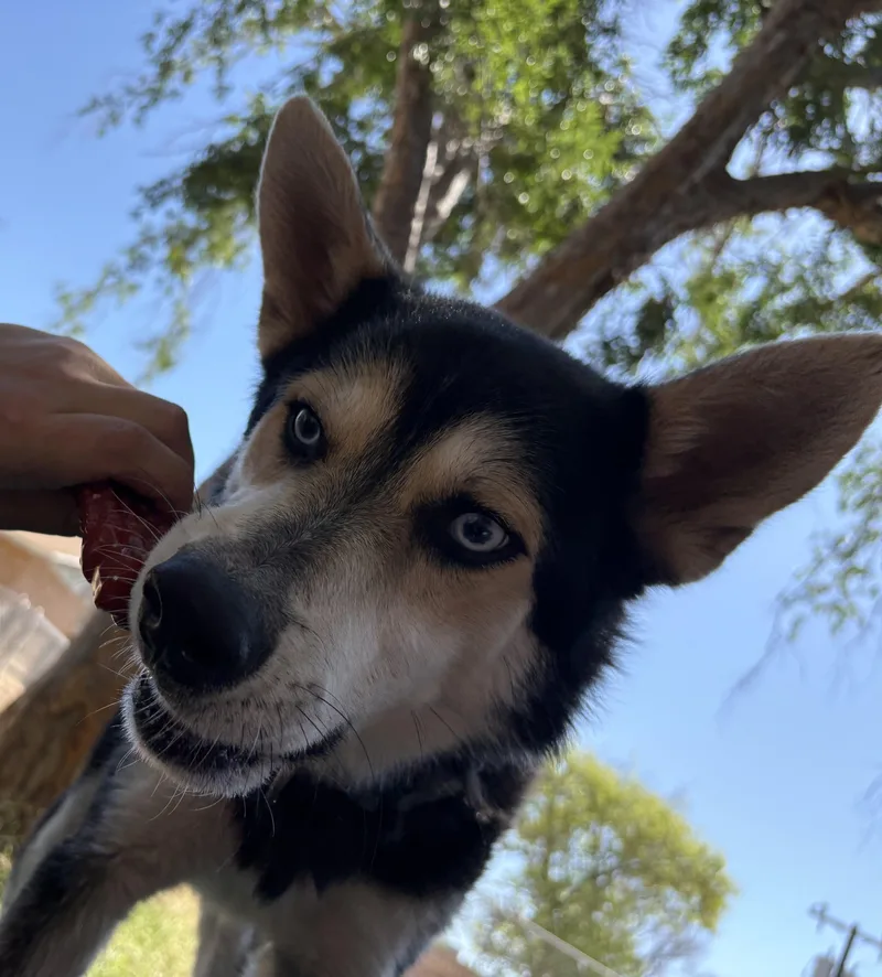 Tino