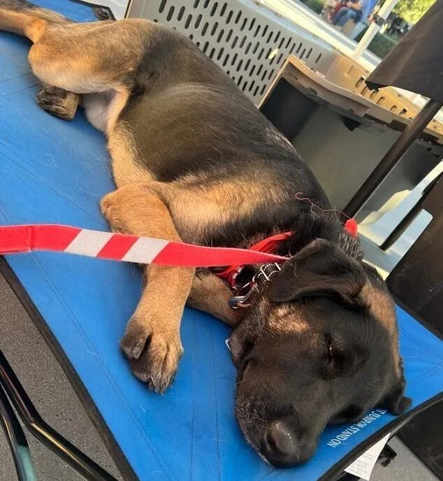 Patterson thumbnail 3