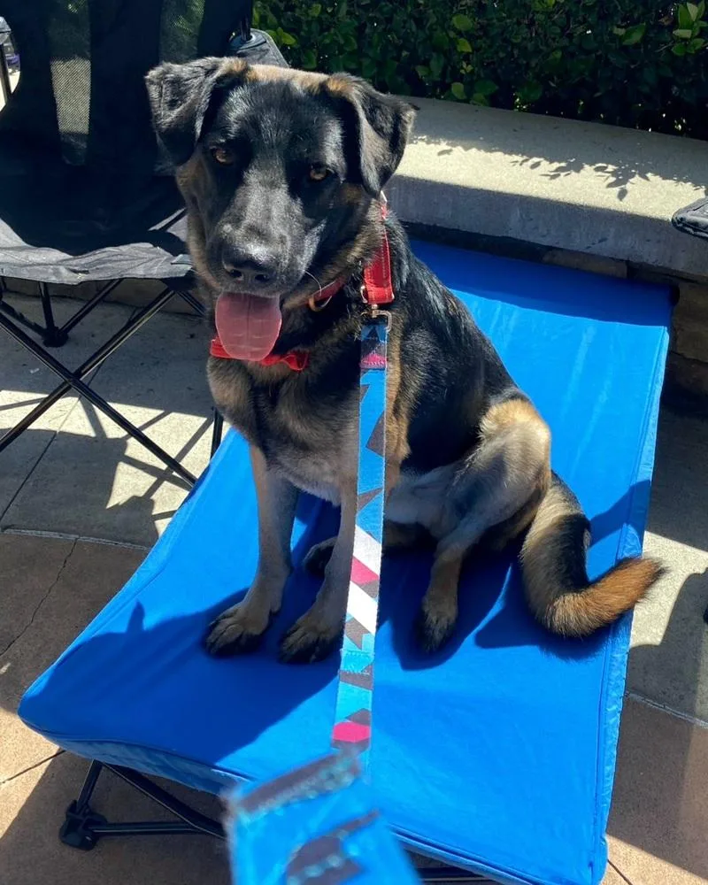 Patterson thumbnail 4