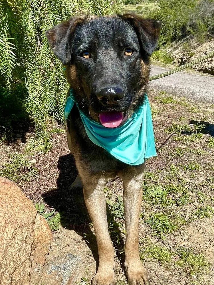 Patterson thumbnail 6