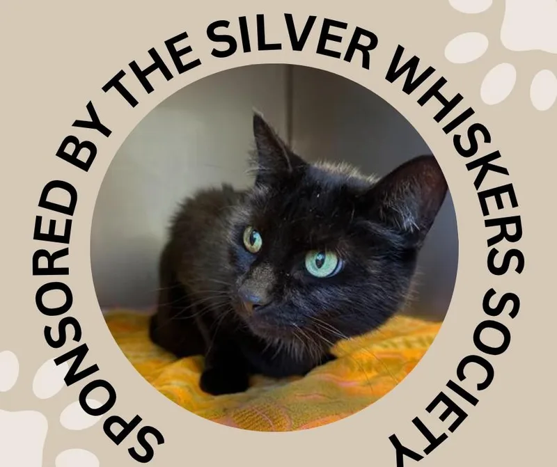 An adult small-sized female Domestic Short Hair cat named Dash for adoption in Santa Cruz, CA