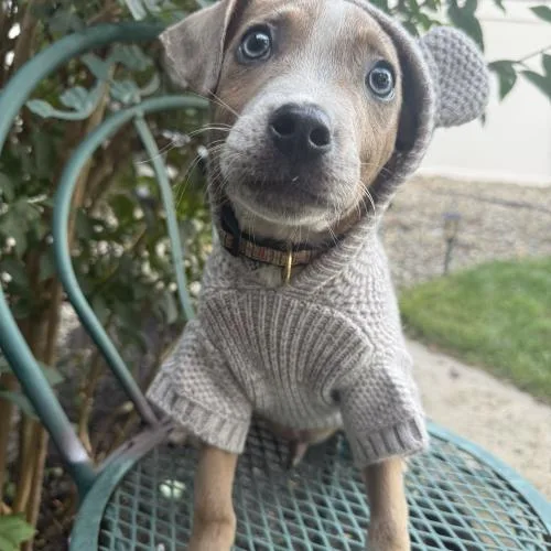 A baby small-sized male Yellow / Tan / Blond / Fawn Mixed Breed dog named Golden Grahams for adoption in Toms River, NJ