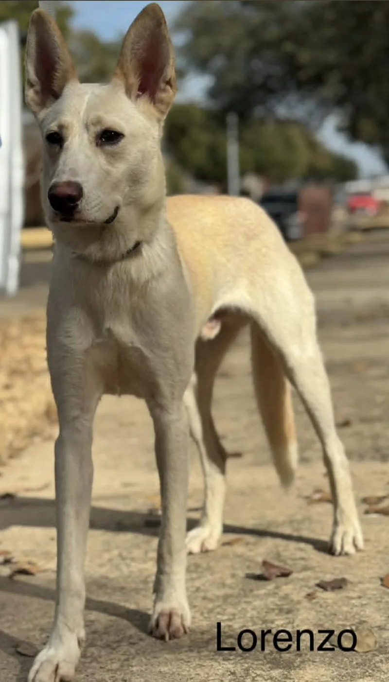Lorenzo