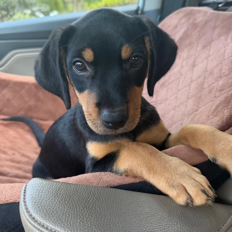 Sammy