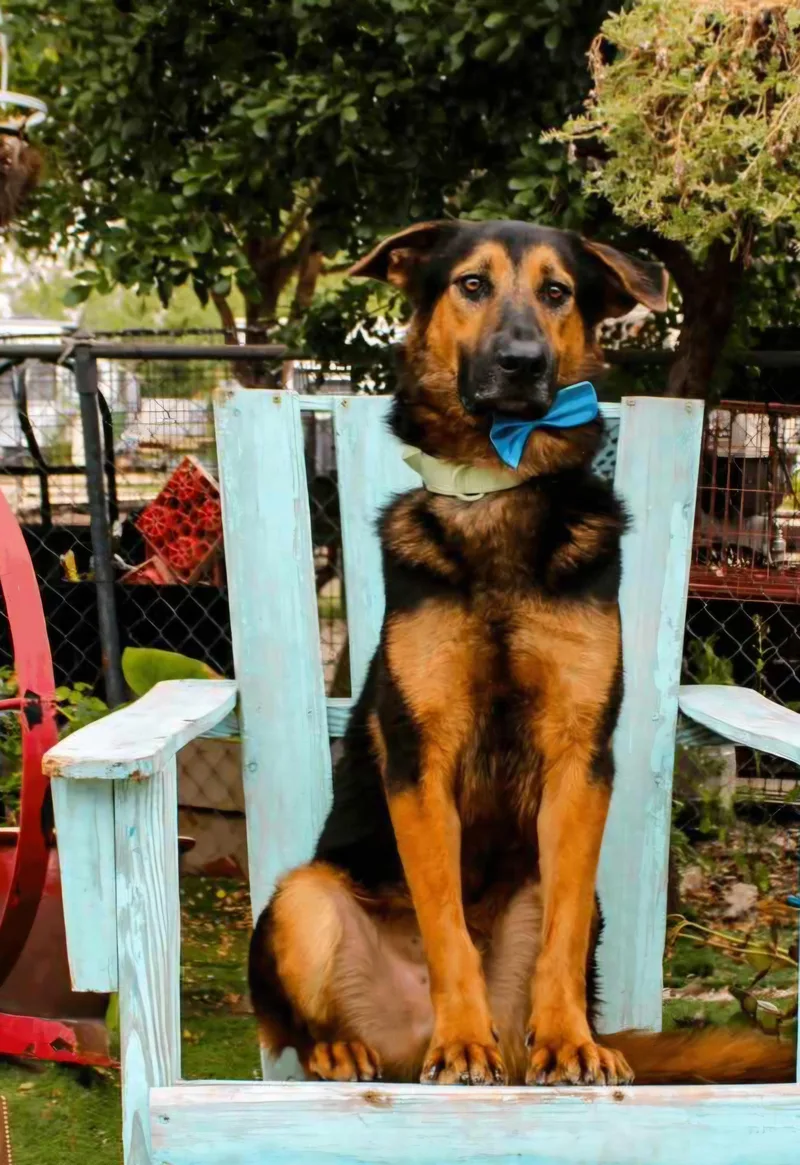 An adult large-sized male Tricolor (Brown, Black, & White) German Shepherd Dog dog named Oso for adoption in Gregory, TX