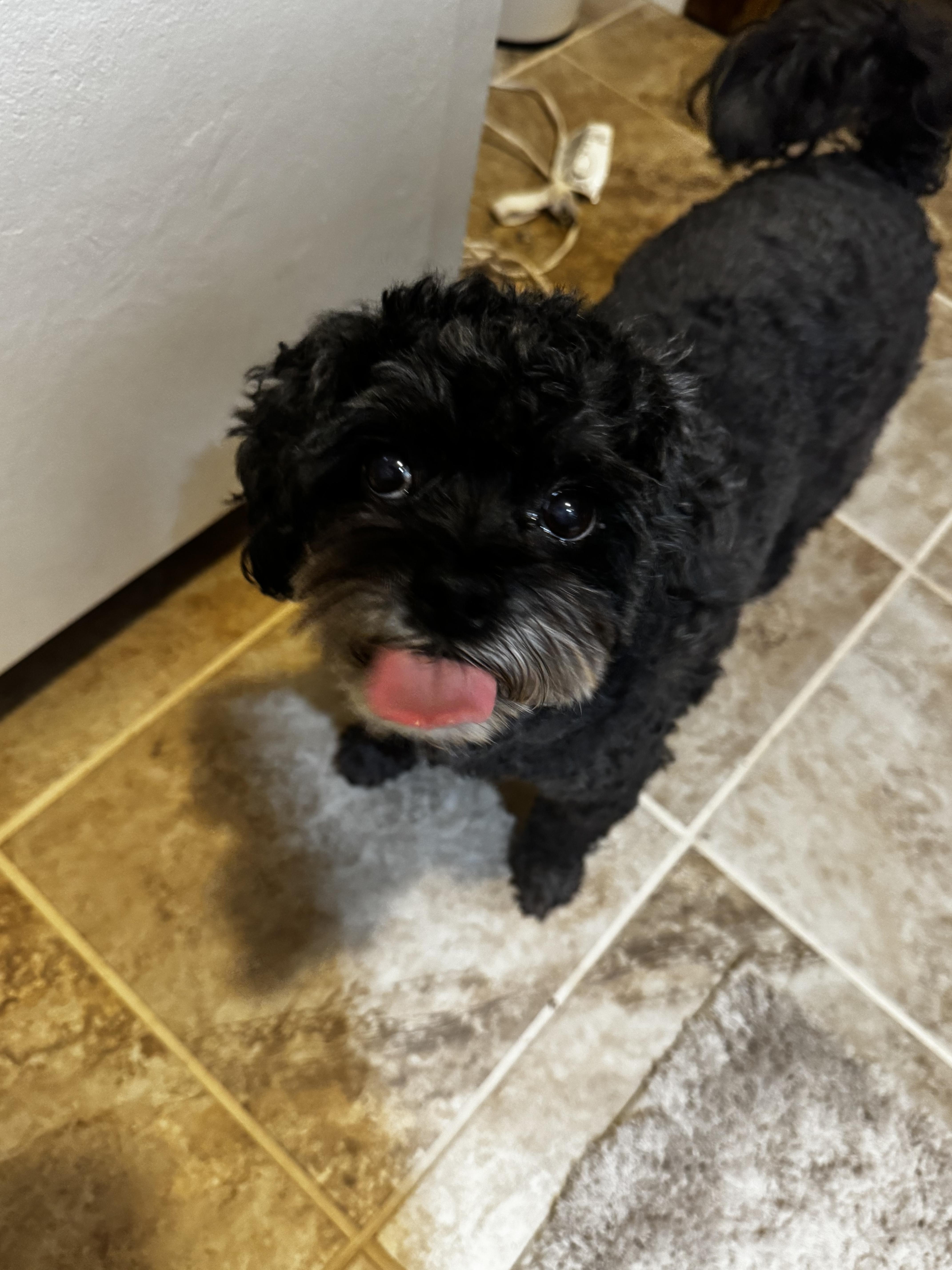 A senior small-sized male Black Morkie dog named Pepper for adoption in Foxworth, MS