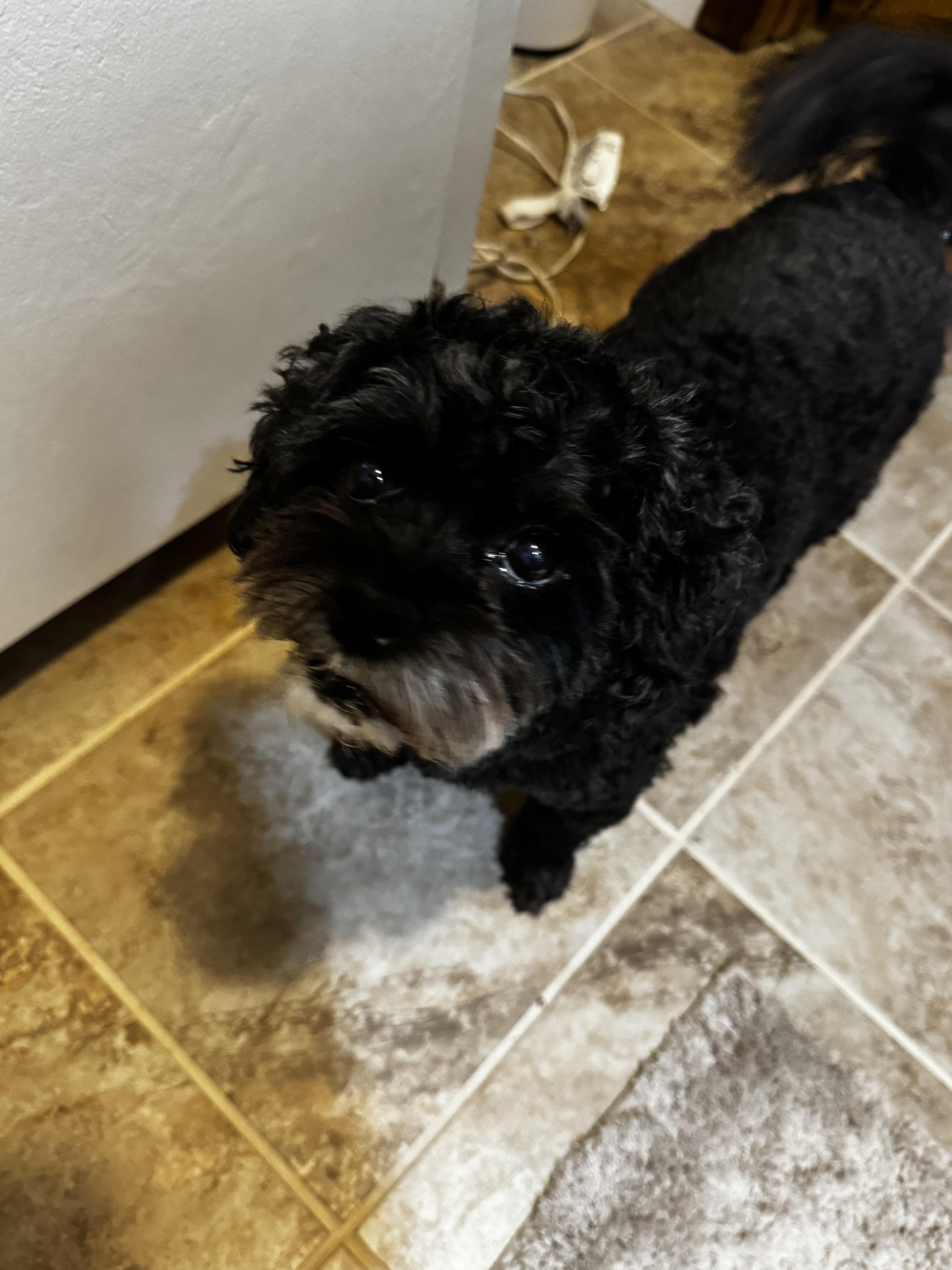 Pepper thumbnail 2