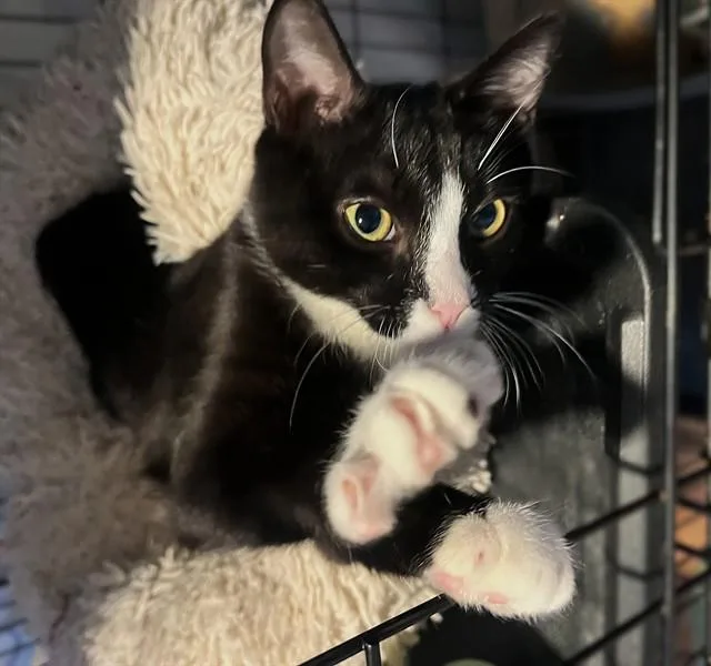 A baby small-sized male Domestic Short Hair cat named Gudetama for adoption in Sacramento, CA