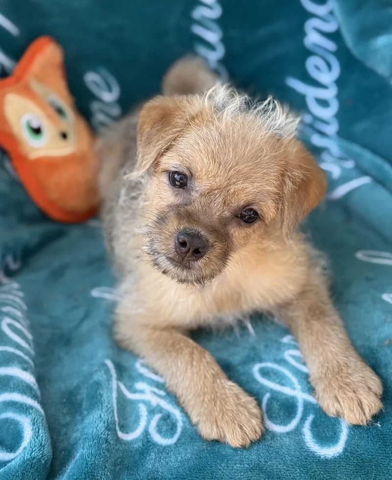A baby small-sized female Golden Terrier dog named Bonnie for adoption in Corona Del Mar, CA
