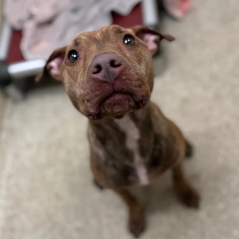 An adult medium-sized female Staffordshire Bull Terrier dog named "Viola" for adoption in Perkiomenville, PA