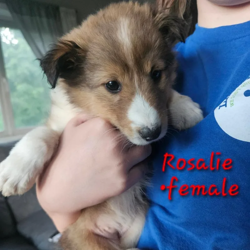 Rosalie