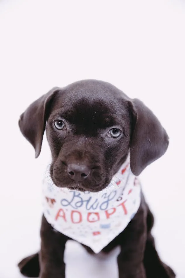 A baby medium-sized female Labrador Retriever dog named Mary Jo $ for adoption in Milwaukee, WI