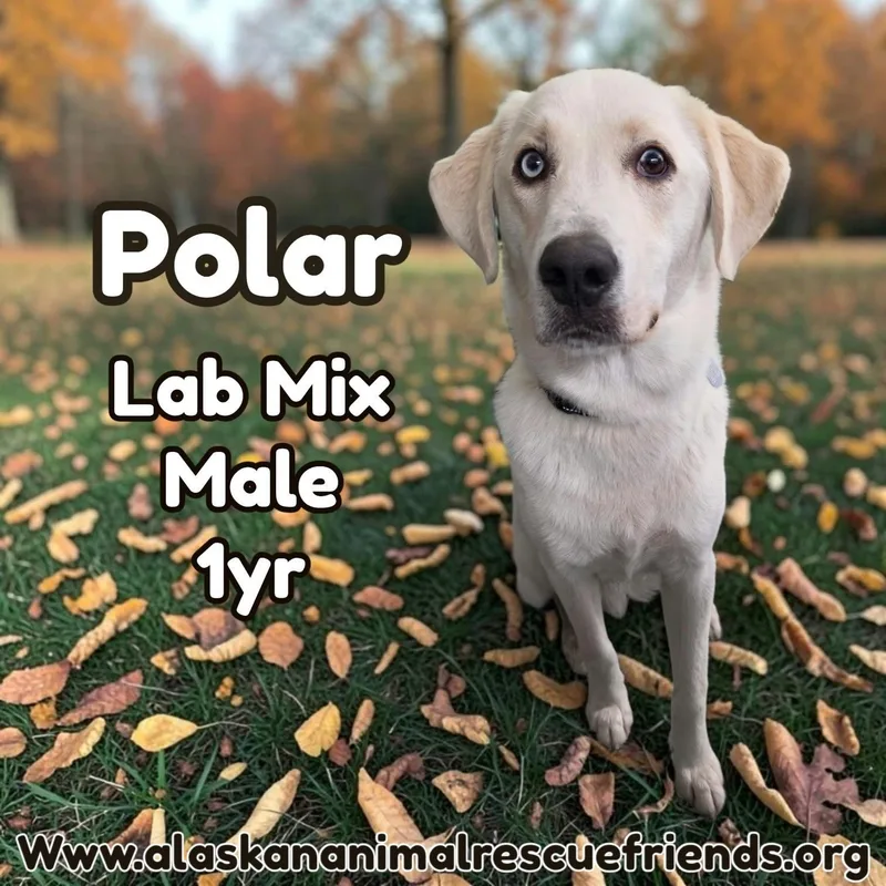 An adult large-sized male Labrador Retriever dog named Polar for adoption in Anchorage, AK