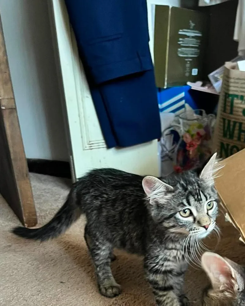 A baby medium-sized male Gray / Blue / Silver Domestic Short Hair cat named Marcus for adoption in Chicago, IL