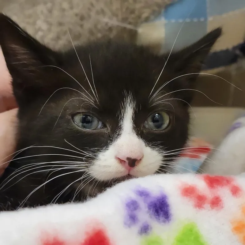A baby small-sized male Black Domestic Short Hair cat named Sassparilla for adoption in Sarasota, FL