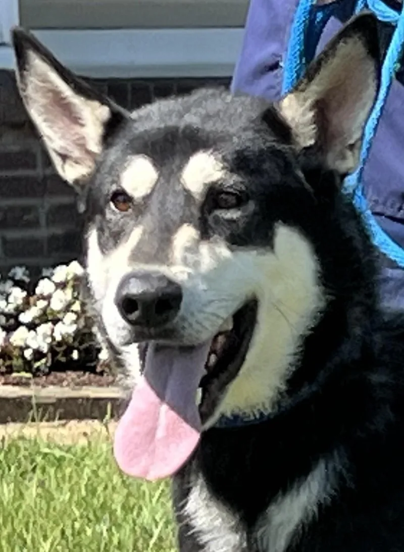 Bojangles " Handsome And thumbnail 2