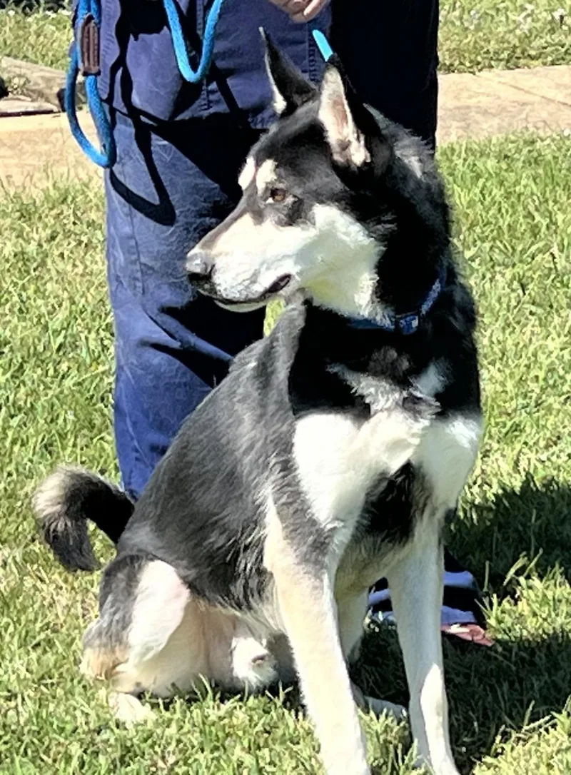 Bojangles " Handsome And thumbnail 4